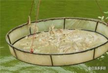 对虾养殖感染弧菌怎么办？对虾致病弧菌怎么治疗？5步方案要记牢