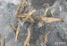 为什么冬棚虾更容易感染弧菌？虾得弧菌病还有必要治疗吗？