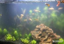 鱼缸水质亚硝酸盐超标怎么办？鱼缸亚硝酸盐高怎么降下来？速看！