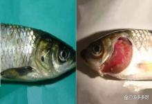 鲈鱼烂鳃怎么治疗？鲈鱼烂鳃用什么药？水产人要知道