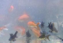 养鱼水亚硝酸盐高怎么办？鱼缸亚硝酸盐超标放亚甲基蓝可以吗？