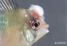 庆大霉素可以治疗水霉病吗？水霉病用庆大霉素行吗？教你轻松应对