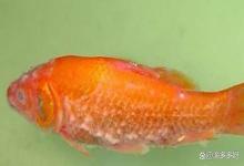 鱼类的水霉病怎么治？鱼得水霉病的最简单治疗方案，看这里