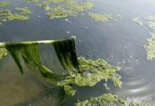 虾塘有青苔可以肥水吗？养殖池塘有青苔是否可以肥水？值得你收藏
