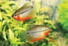 珍珠鱼繁殖密码