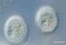 鱼感染车轮虫有什么症状？怎么防治鱼车轮虫病？老鱼农经验分享