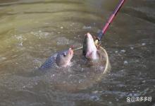 钓场黑坑鱼要越冬怎么平稳度过？冬季黑坑鱼如何安全越冬？速看
