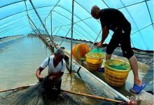 冬季育苗塘是水大了好还是水浅了好？各有优缺点，这些细节要注意！