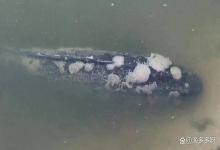 鱼得了水霉病用什么药好？鱼塘水霉病的鱼怎么治疗？看看这几招