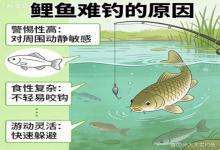 钓鲤鱼有多难？钓过才懂，这鱼简直是淡水鱼里的“老狐狸”