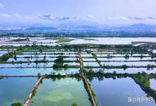 气温低鱼身上长毛怎么治？气温下降鱼体长白毛水霉病怎么办？速看