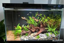 降低鱼缸亚硝酸盐的方法，如何消除鱼缸的亚硝酸盐？这3点是关键