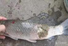 鱼的了水霉病怎么治？治水霉病最好用什么药？看完就明白了