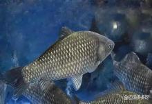 水产硫醚沙星什么时间用最佳？水产硫醚沙星间隔多久用一次？