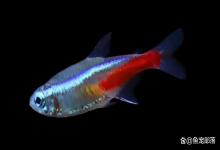 每天认识一种观赏鱼