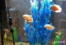 鱼缸亚硝酸盐超标怎样调水？鱼缸硝酸盐爆表？这个超实用方法速看