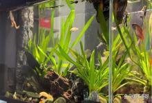 鱼缸亚硝酸盐高怎么办？鱼缸亚硝酸盐怎么降下来最快？亲测有效