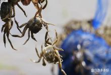 夏季养殖河蟹要怎么防治纤毛虫病？螃蟹塘为什么会滋生纤毛虫？