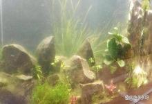 鱼缸水浑浊鱼陆续死亡怎么处理？鱼缸里的水浑浊鱼老是死怎么办？
