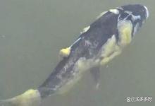 鱼塘水霉应该如何有效预防？鱼类水霉病的预防措施有哪些？速看