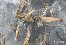 南美对虾突然减料怎么回事？明白这几点，轻松应对