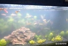 鱼缸水发腥起泡沫怎么处理？鱼缸表面有泡沫，水发腥是怎么办？