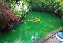 爆藻了！绿藻、褐藻爆发！锦鲤鱼池水体发绿怎么办？此法安全有效