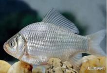 鱼水霉病最简单治疗？鱼水霉病用什么药？答案都在这里了