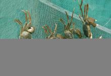 螃蟹塘水浑、水草挂脏怎么办？螃蟹塘里水浑浊挂脏怎么办？速看