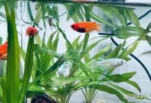 鱼缸水发浑发白怎么办？鱼缸加了硝化菌2天了水还发白浑怎么办？