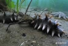 海参养殖什么时间驱虫？海参后口虫怎样处理不伤害苗？看完就明白