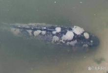 四天，鱼全部好了！广西黄老板这样治疗水霉病，百万存塘鱼得救！