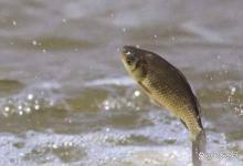 罗非鱼得寄生虫怎么治？如何杀死罗非鱼身上的寄生虫？我来告诉你