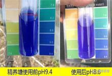 虾塘的亚硝酸盐超标是什么引起的？养殖中后期亚盐为什么会偏高？