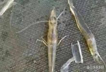 对虾脱壳期可以泼弧菌药吗？南美白对虾蜕壳期可用弧菌冻干粉吗？