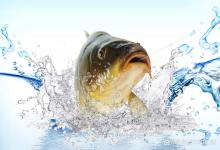 南方和北方不同地区钓鲤鱼的差异