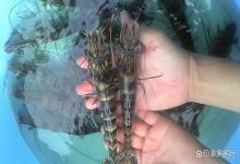 对虾体内弧菌怎样清除？南美白对虾感染弧菌怎么处理？涨知识了