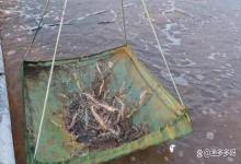 如东小棚虾养殖前期，出现底皮青苔怎么处理呢？请看过来