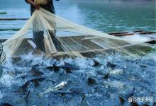 冬季南方鱼塘如何正确肥水？低温怎么才能把水肥起来？这里全说清楚