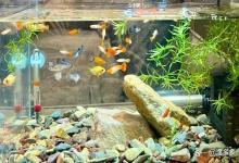 鱼缸水浑浊雾蒙蒙怎么办？加氧后鱼缸水变浑浊怎么解决？都是干货