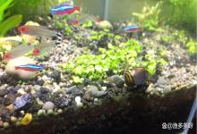 鱼缸里亚硝酸盐是怎么产生的？鱼缸中亚硝酸盐是什么东西？