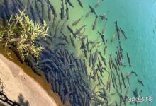 低温池塘肥水总失败该怎么办？如何判断池塘调水该用菌还是该补肥？