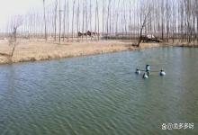 鱼塘温度低如何投料如何开增氧机？低温鱼塘还需要开增氧机喂食吗？