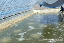 小棚虾塘肥水用什么肥料好？小棚虾如何高效肥水？这个方法都说好