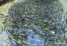 惊蛰到清明节前的鱼塘，这几件事至关重要，来自老鱼农的经验