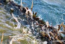 南美白对虾用什么肥水？对虾养殖肥水教程？看这篇就够了！