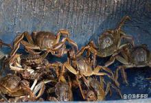 蟹塘高温改底夜里可以抽水吗？蟹塘改底能换水吗？改底技巧分享