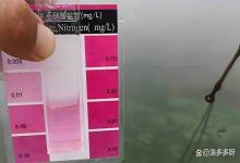 夏季雨后鱼塘如何降亚硝酸盐？下雨天鱼塘亚硝酸盐升高怎么解决？