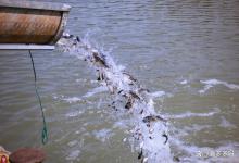 冬季放苗要怎样提高放苗成活率？冬季放养鱼苗的最佳时机是什么时候？