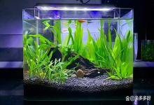 鱼缸打氧后水质变浑浊怎么处理？3 步快速清，鱼群活跃不糟心